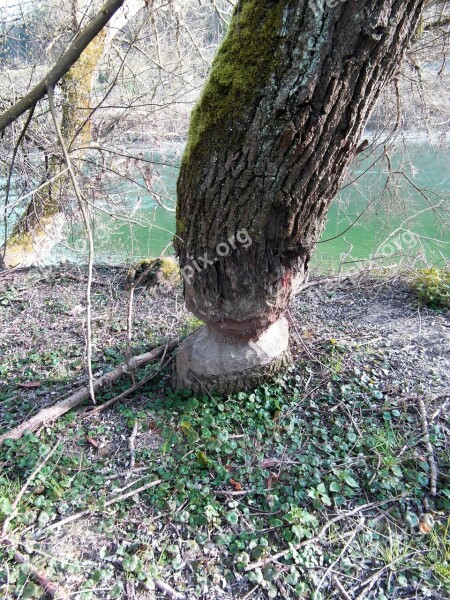 Beaver Work Log Cone Chips