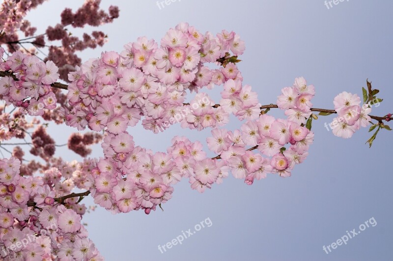 Japanese Cherry Blossom Japanese Cherry Trees Ornamental Cherry Tree