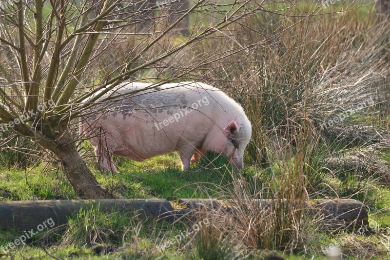 Pig Happy Pig Animals Nature Boar