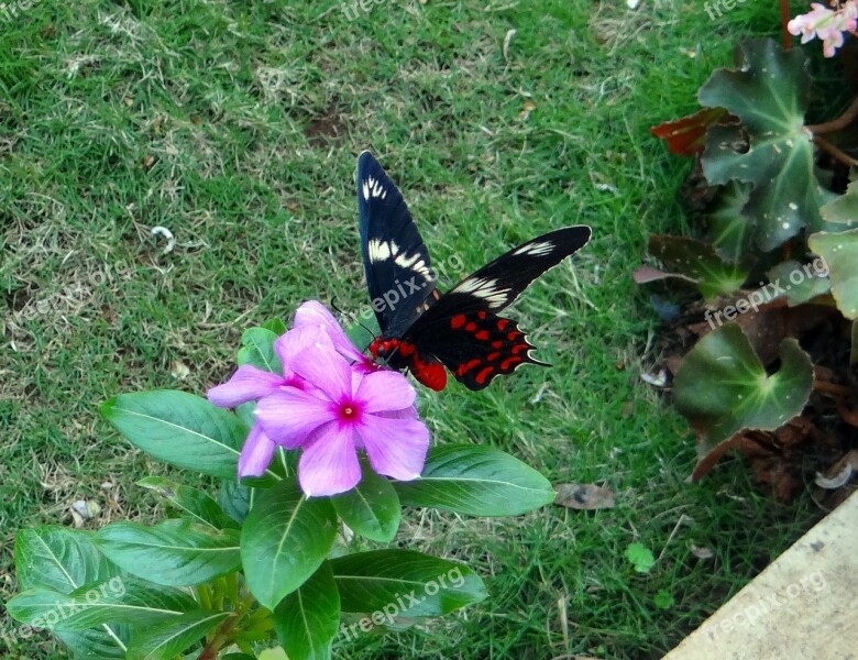 Crimson Rose Butterfly Pachliopta Hector Swallowtail Butterfly Dharwad