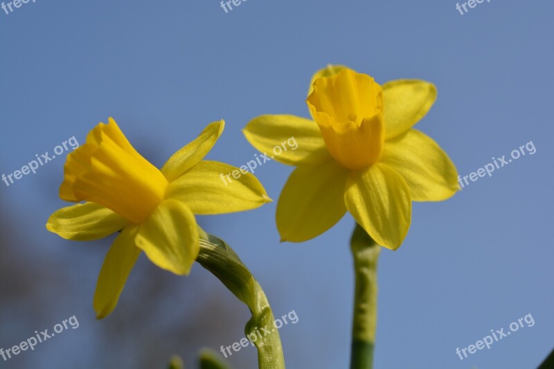 Yellow Flower Beautiful Bloom Narcissus Daffodil