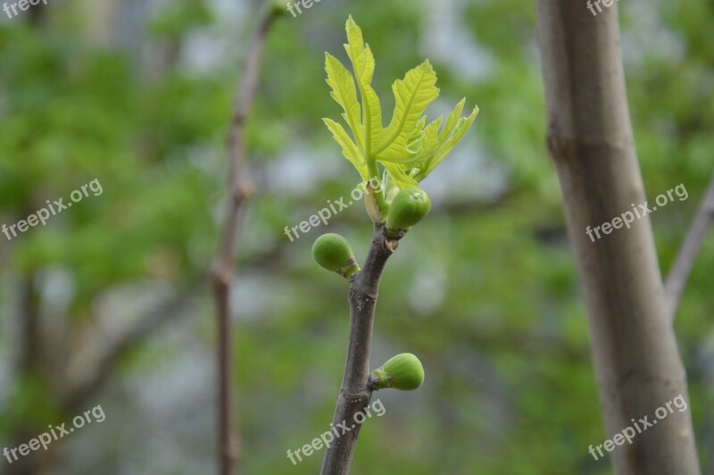 Flowers Buds Leaf Branch Fig Tree