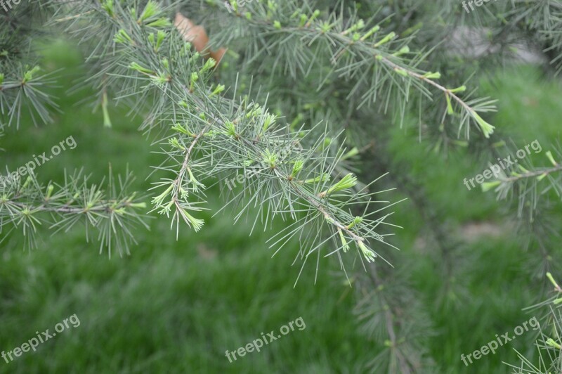 Pine Tree Needles New Leaves Sprouting