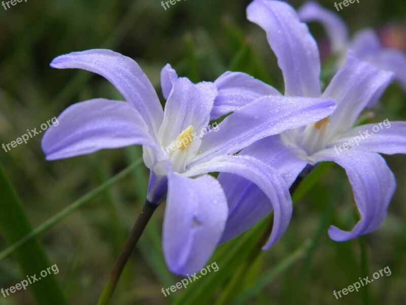 Blue Flower Flower Plant Blossom Bloom