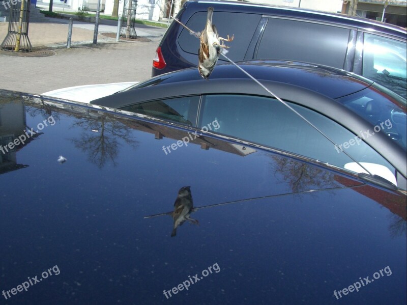 Impaled Accidental Death Sparrow Car Antenna Pierced