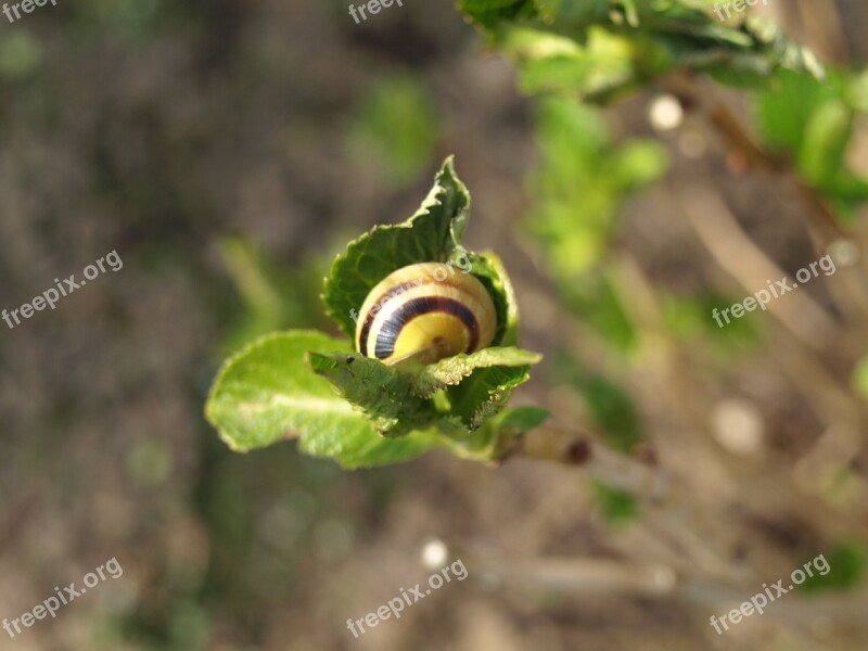 Snail Shell Mollusk Branch Free Photos