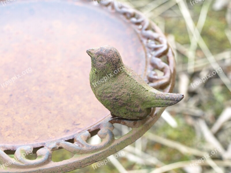 Bird Bath Bird Drink Free Photos