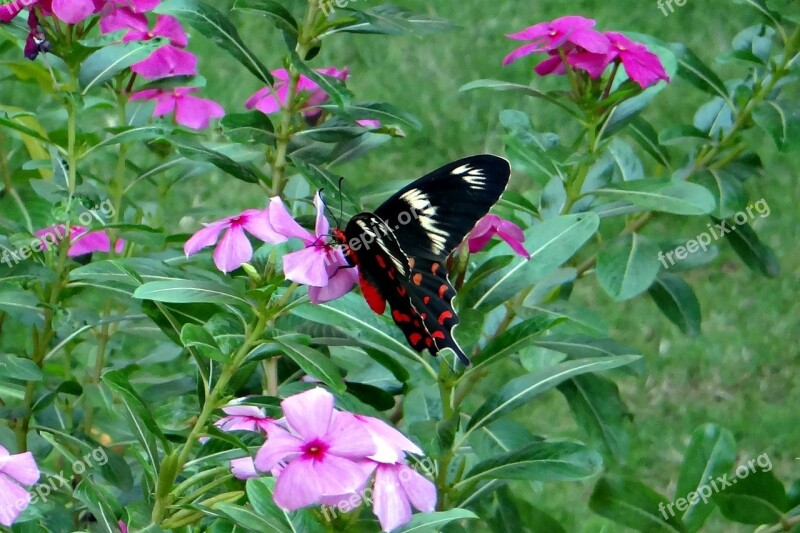 Crimson Rose Butterfly Pachliopta Hector Swallowtail Butterfly Dharwad