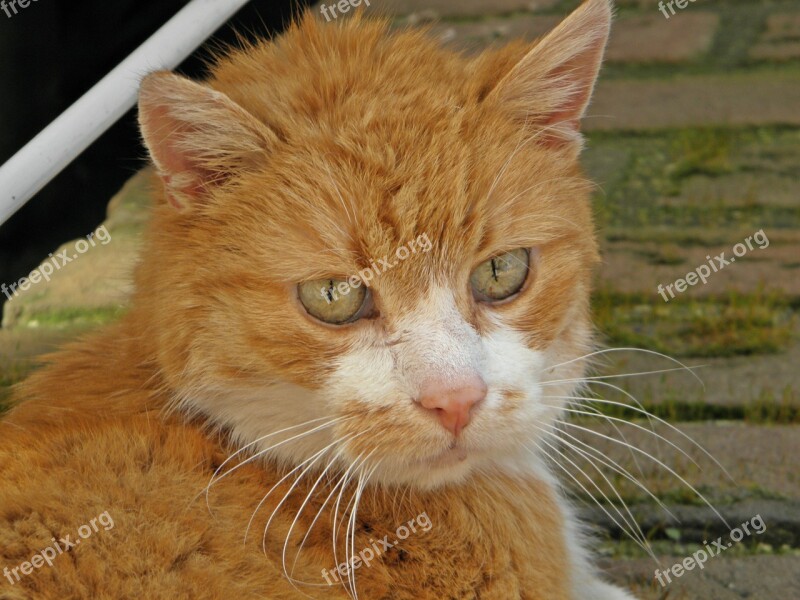 Cat Red White Out Domestic Cat