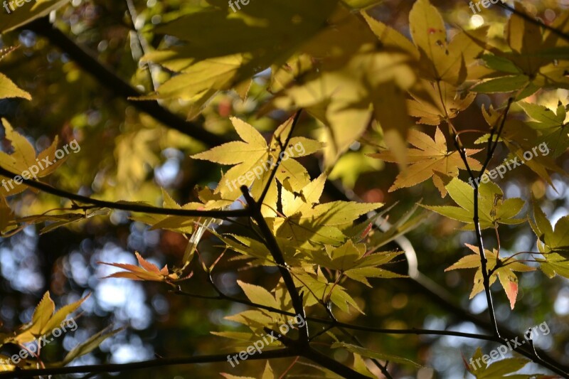 Autumnal Leaves Maple Agano Free Photos