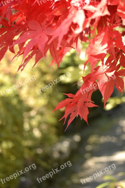 Autumnal Leaves Maple Agano Free Photos