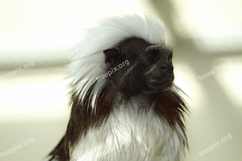 Cottontop Tamarin Krallenaffe Monkey Animal Nature