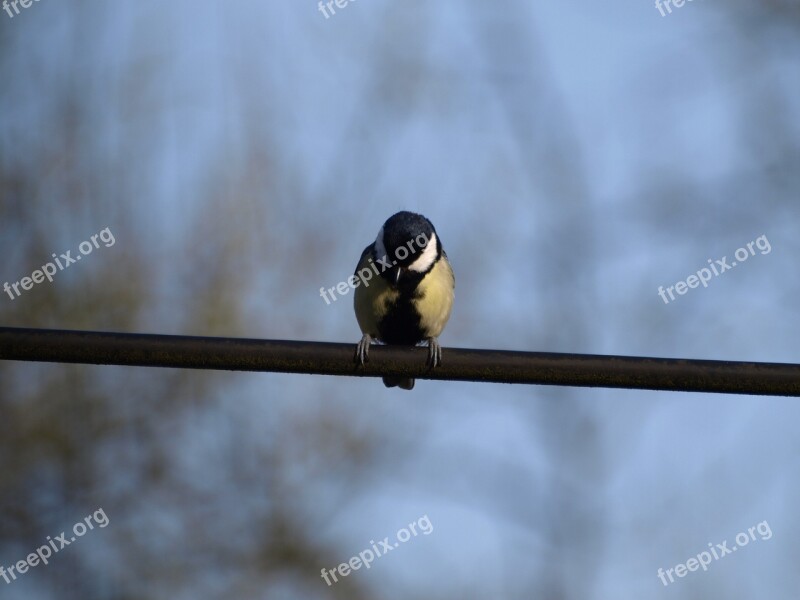 Tit Bird Free Photos