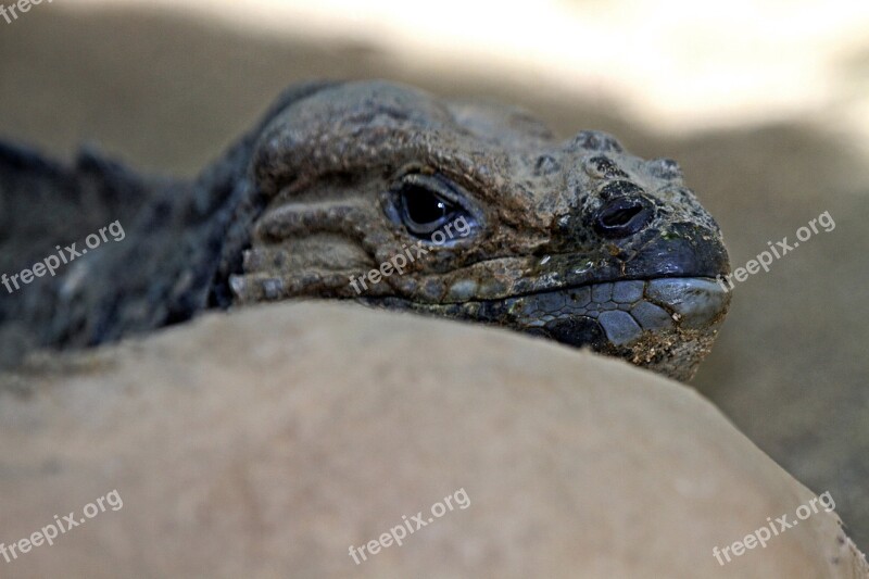 Iguana Rhinoceros Iguana Cyclura Cornuta Haiti Head