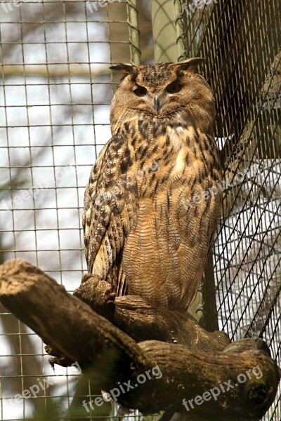 Eagle Owl Owl Bird Animal Forest