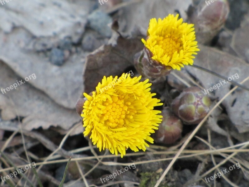 Flower Yellow Coltsfoot Spring Sign Of Spring