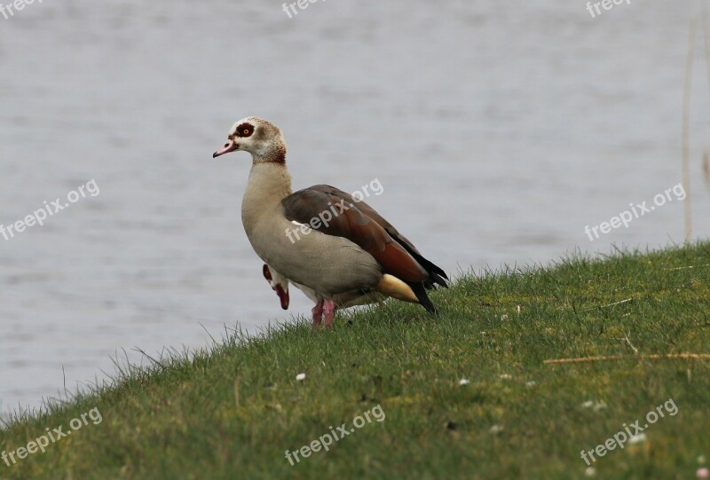 Nilgans Alopochen Aegyptiacus Goose Geese Wild Geese