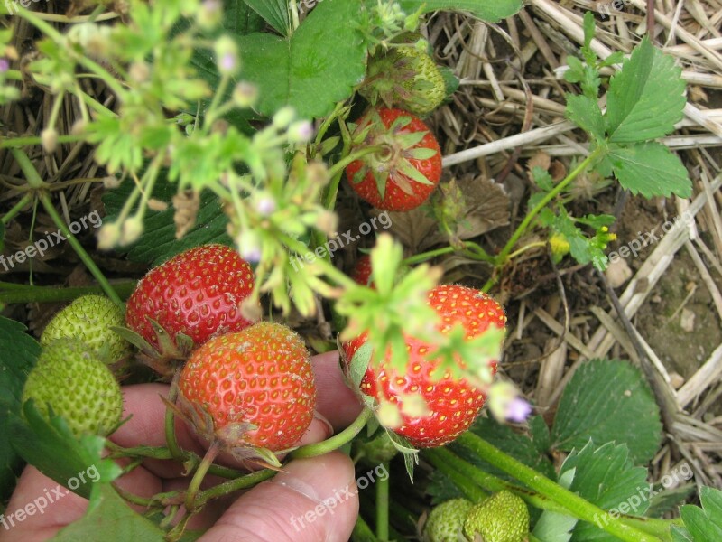 Edbeere Strawberries Picked Fruit Fruits