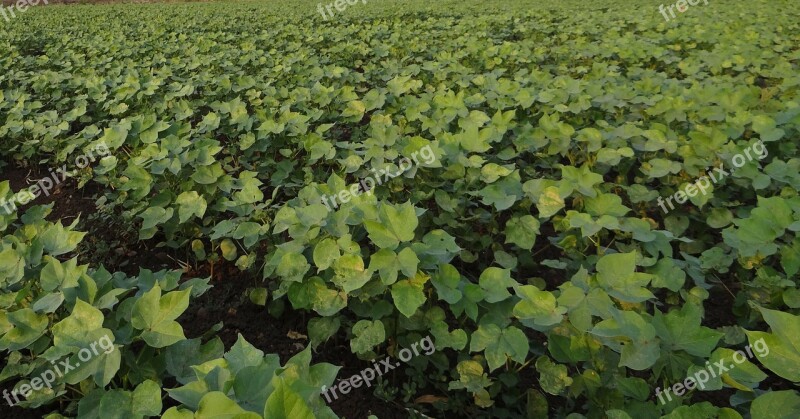 Cotton Highyielding Seedlings Plants Agriculture