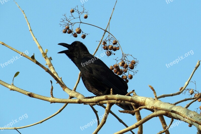 Indian Jungle Crow Corvus Macrorhynchos Large-billed Crow Jungle Crow Crow