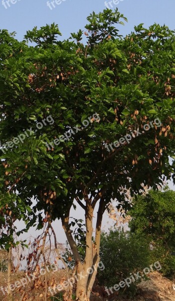 Milletia Pinnata Karanj Tree Flora Pongamia Pinnata