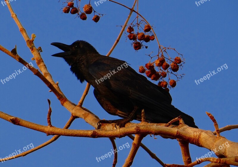 Indian Jungle Crow Corvus Macrorhynchos Large-billed Crow Jungle Crow Crow