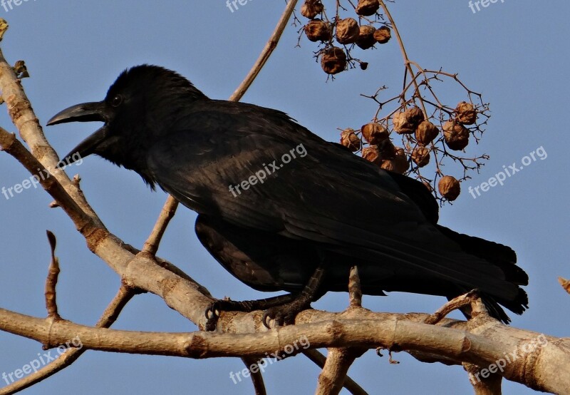 Indian Jungle Crow Corvus Macrorhynchos Large-billed Crow Jungle Crow Crow