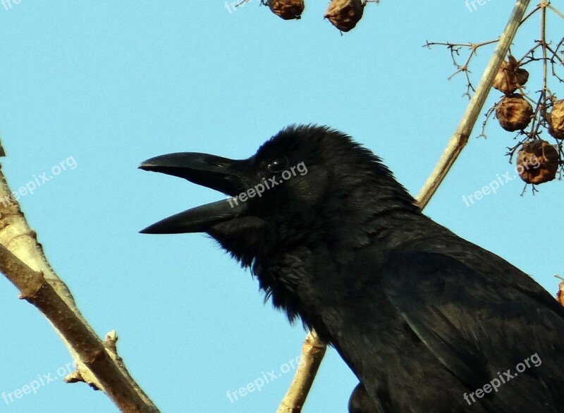 Indian Jungle Crow Corvus Macrorhynchos Large-billed Crow Jungle Crow Crow