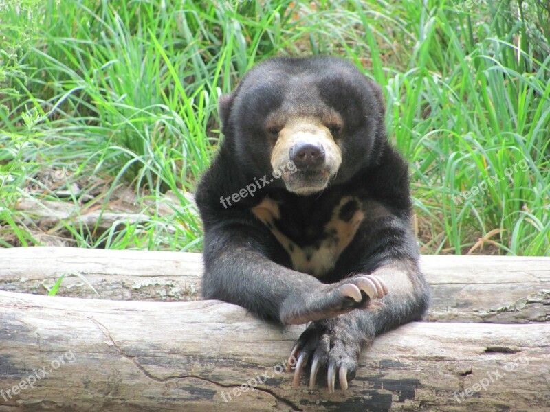 Sun Bear Animal Endangered Mammal