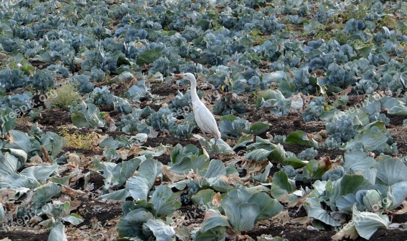 Cabbage Field Post-harvest Residual Cattle Egret