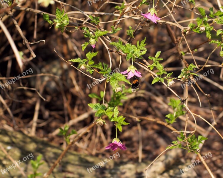 Bush Blossom Bloom Purple Hummel