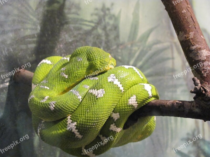 Green Tree Boa Snake Amazon Tree Boa