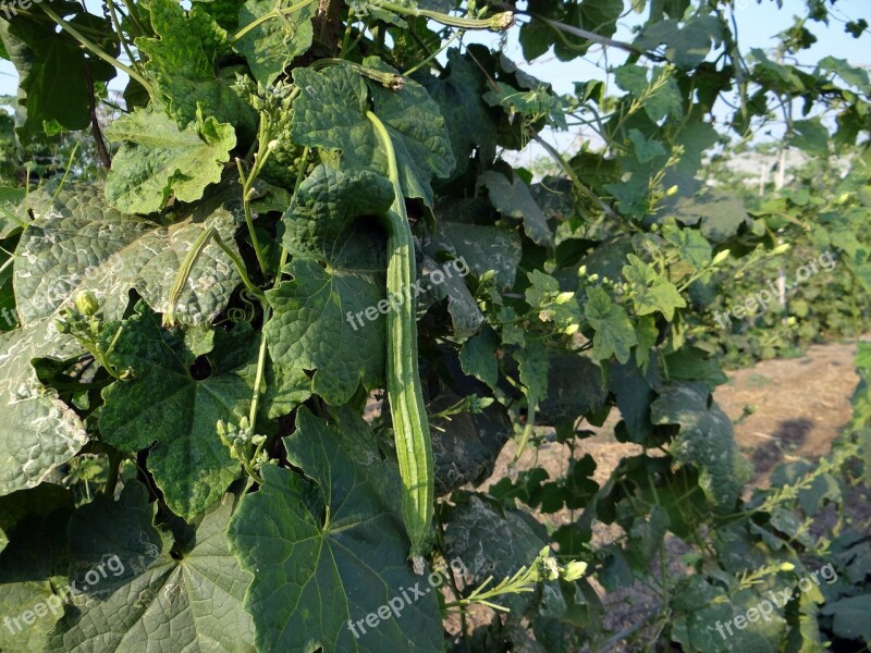 Ridge Gourd Turai Vine Trellis Climber