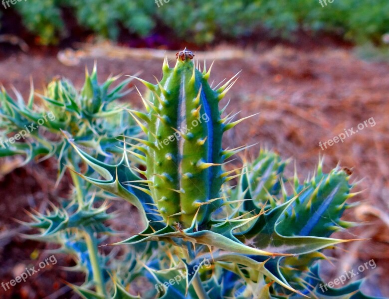 Argemone Mexicana Seed Pod Mexican Prickly Poppy Prickly Satyanashi