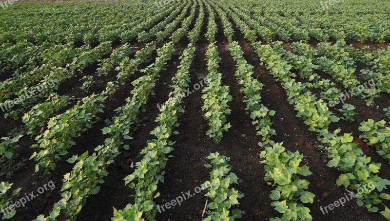 Bt Cotton Highyielding Seedlings Plants Agriculture