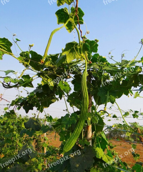 Ridge Gourd Turai Vine Trellis Climber