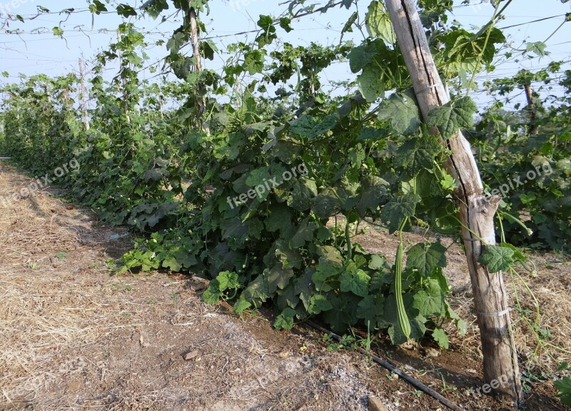 Ridge Gourd Turai Vine Trellis Climber