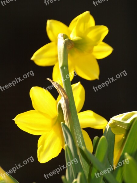 Narcissus Stengel Yellow Flower Free Photos