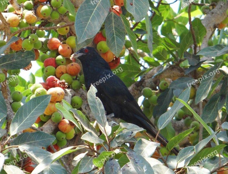 Asian Koel Eudynamys Scolopaceus Bird Male Fig Tree