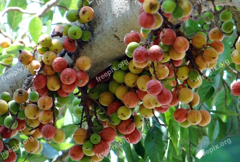 Ficus Glomerata Fig Gular Wild Fig Tree