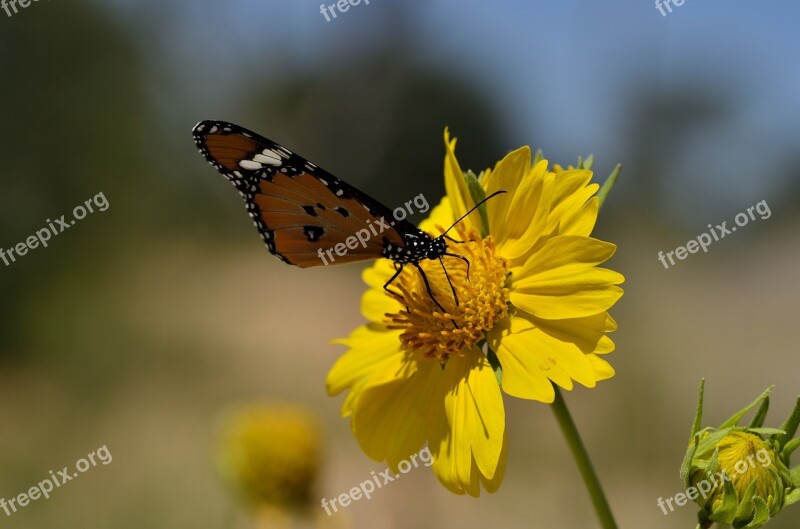 Butterfly Insects Butterflies Bug Bugs