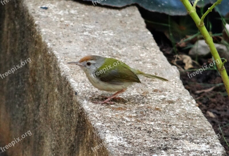 Common Tailorbird Orthotomus Sutorius Songbird Bird Dharwad