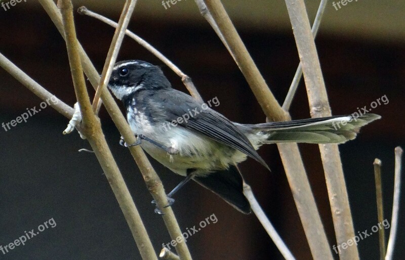 White-throated Fantail Flycatcher Rhipidura Albicollis Bird Insectivorous Passerine