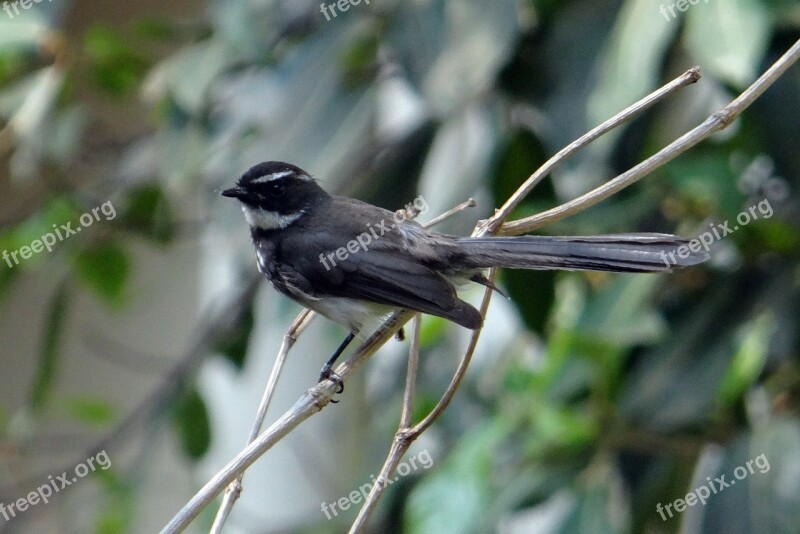 White-throated Fantail Flycatcher Rhipidura Albicollis Bird Insectivorous Passerine