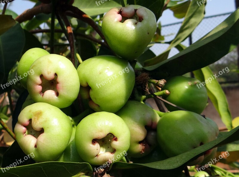 Syzygium Samarangense Fruit Tropical Eugenia Javanica Wax Apple