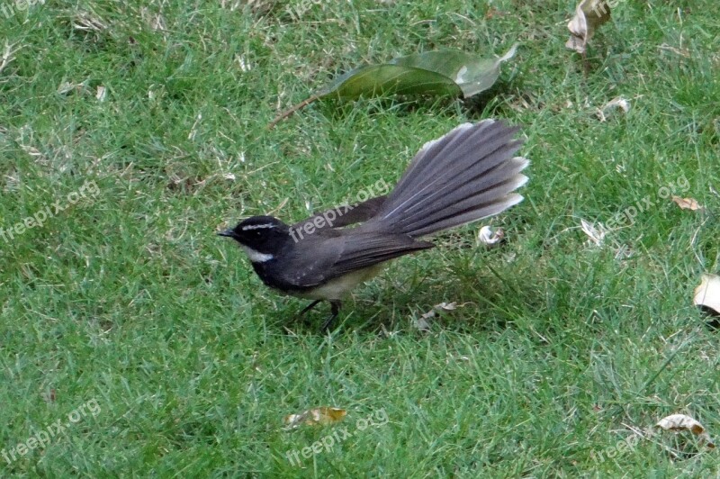 White-throated Fantail Flycatcher Rhipidura Albicollis Bird Insectivorous Passerine