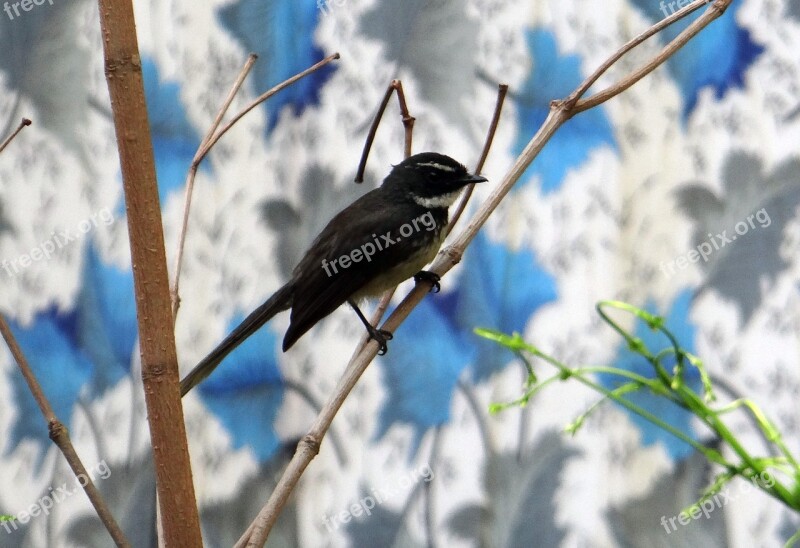 White-throated Fantail Flycatcher Rhipidura Albicollis Bird Insectivorous Passerine