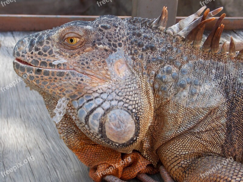 Iguana Reptile Lizard Free Photos