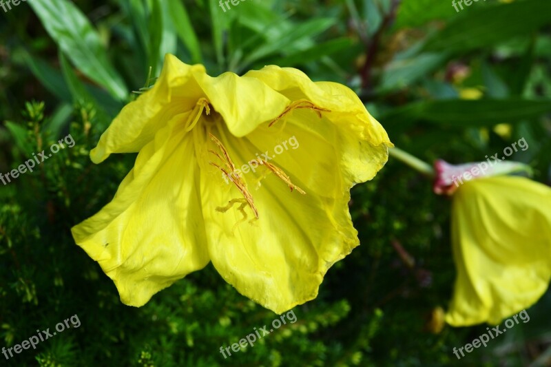 Dwarf Evening Primrose Yellow Flower Ozark Sunflower Oenothera Missouriensis 3 Inch Bell