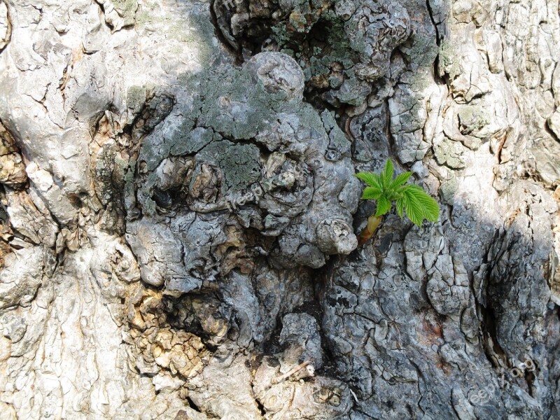 Trees Chestnut Trunk Plants Shoot Curious Small